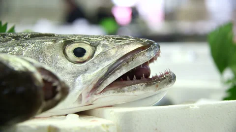 Dead fish in the store Video stock 34474409