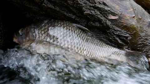 Dead fish in a stream Stock Footage 80424556