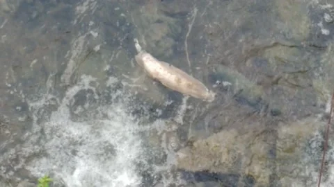 A dead fish in the stream Stock Footage 155952232