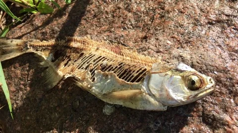 Dead Fish in Sun Vidéo 79111740