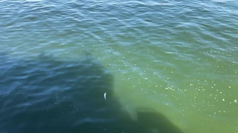 Dead Fish on the Surface from a Boat in Motion Видео 329711241