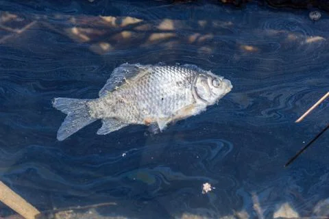 Dead fish on the surface of a polluted pond Foto stock
