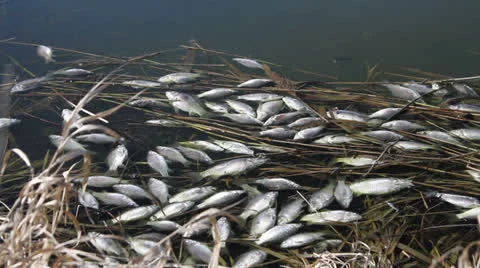 Dead fish on the surface of a water Stock Footage 24363656