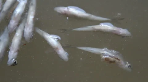 Dead fish on the surface of the water Stock Footage 55232268