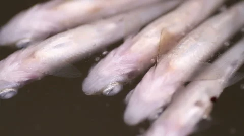 Dead fish on the surface of the water Stock Footage 55233971