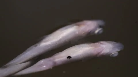 Dead fish on the surface of the water Stock Footage 55234891