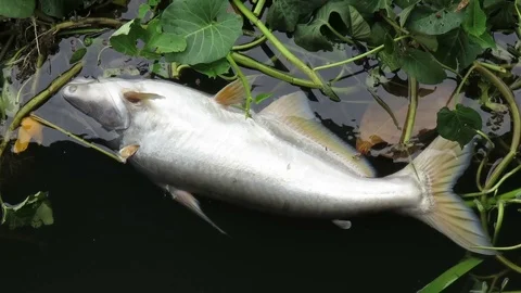 Dead fish on the surface of a water Stock Footage 98772493