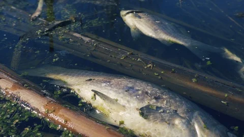 Dead fish swims on the water surface Video stock 106544624