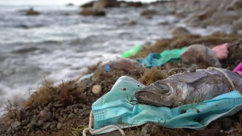 Dead Fish Tangled in Facemask. Disposed of incorrectly PPE kills marine life Stock Footage 155221401