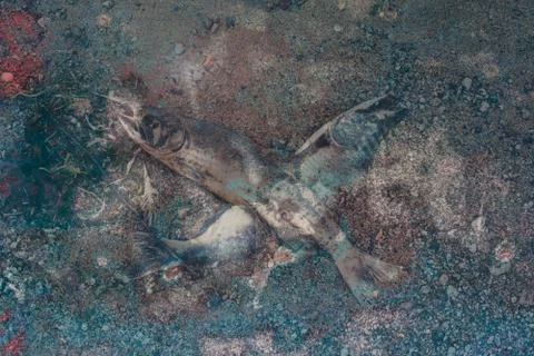 Dead fish textured abstract Stock Photos