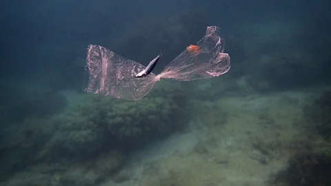 Dead fish trapped in a single-use plastic Stock Footage 126591873