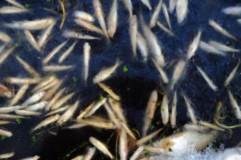 Dead Fish Under Ice Foto stock