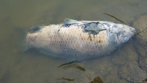 Dead fish under the surface of the pond Stock Footage 129624325