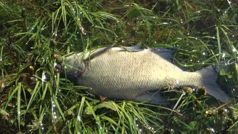 Dead fish under the surface of the pond Stock Footage 154590014