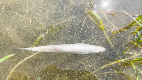 Dead fish under the surface of the pond Stock Footage 247739230