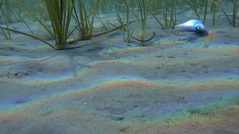 Dead fish under water in the sea Stock Footage 80787638
