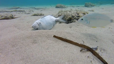 Dead fish under water in the sea Stock Footage 80788466