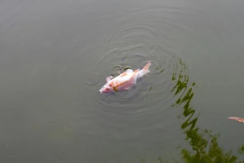 Dead fish upside down in canal Stock Photos