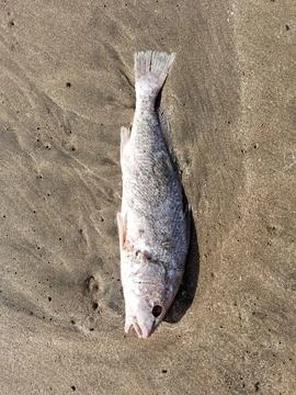 Dead fish washed ashore in the Atlantic Ocean,Argentina. Stock Photos