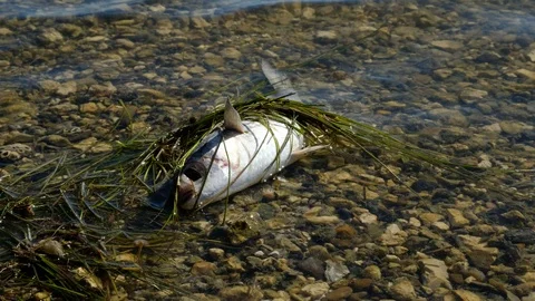 Dead fish washed up ashore Video stock 108706245