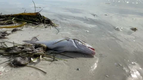 Dead fish washed up on beach due to red tide in Florida 動画素材 158842474