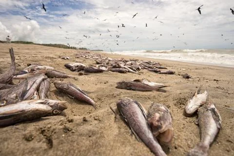 Dead fish washed up on beach in Peru Fotos Stock