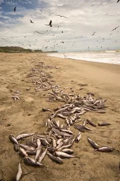 Dead fish washed up on beach Stock Photos