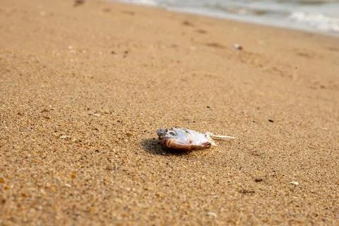 Dead fish washed up on sandy beach near ocean waves. Marine pollution, ecol.. Stock Photos