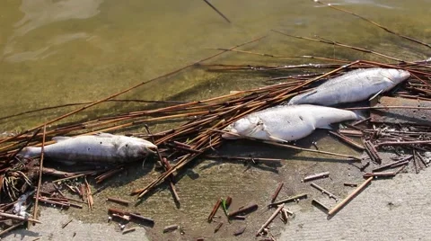 Dead fish washed up on shore Stock Footage 49465598