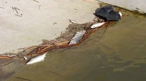 Dead fish washed up on shore Stock Footage 49466252