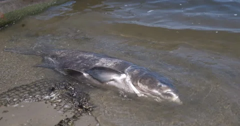 Dead fish washed up on the shore Stock Footage 200949352