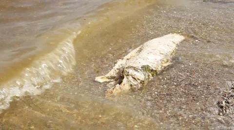 Dead fish in water Stock Footage 6185593