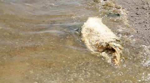 Dead fish in water Stock Footage 7735012
