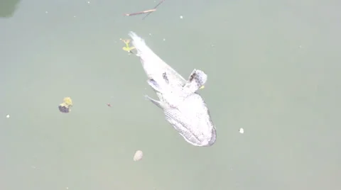 Dead fish in water Stock Footage 35893431