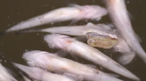 Dead fish in water Stock Footage 55233587
