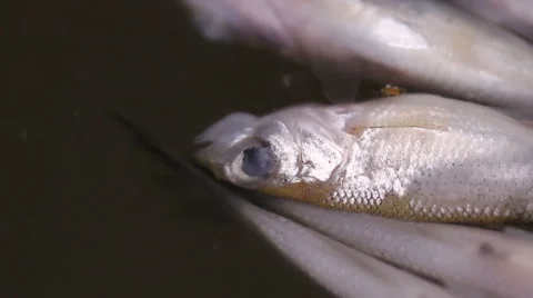 Dead fish in water Stock Footage 55234688