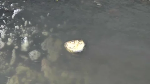 Dead fish in the water Stock Footage 61075551