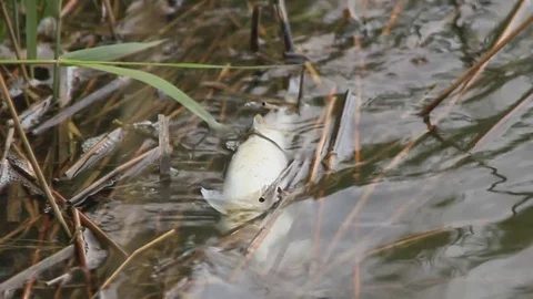 Dead fish in water Stockbeeldmateriaal 80602660