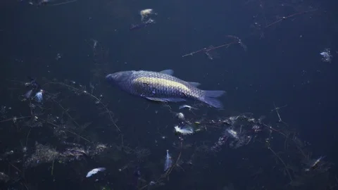 Dead fish in the water. Stock-Footage 114629675