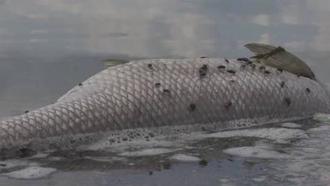 Dead fish in the water Stock-Footage 150402548