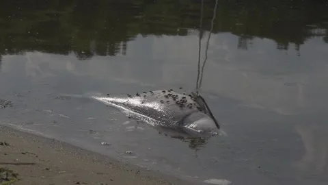 Dead fish in the water Stock Footage 150402551