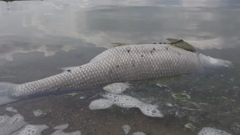 Dead fish in the water Stock Footage 150402629
