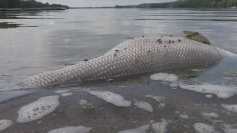 Dead fish in the water Stock Footage 150402632