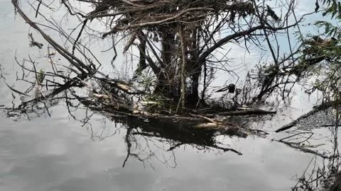 Dead fish in water. Stock Footage 284621801