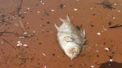 Dead fish in the water represents a bad environment. Stock Footage 75155837