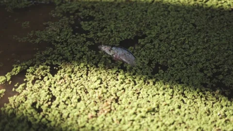 Dead fish on water surface. Stock Footage 276202614