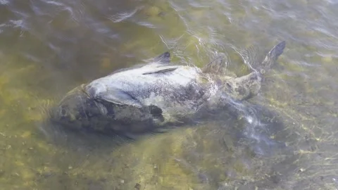 Dead fish in water, symbolizing environmental issues and pollution Stock Footage 307284503