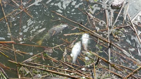 Dead fish in the water. Water pollution Stock Footage