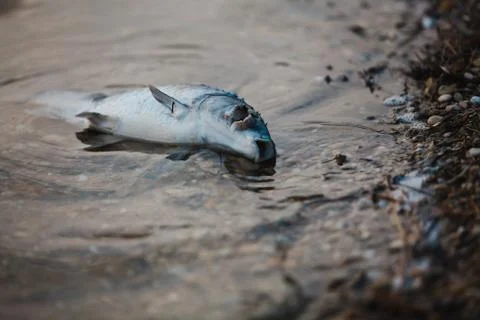 Dead fish on the waterside - the consequence of environmental pollution. Stock Photos