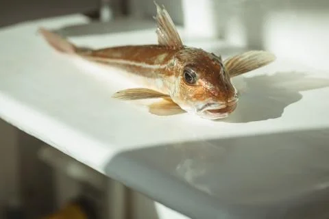 Dead fish on worktop 写真素材